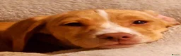 Mixed Breed dogs for sale: Staffy cross Spreagle - Advert 2