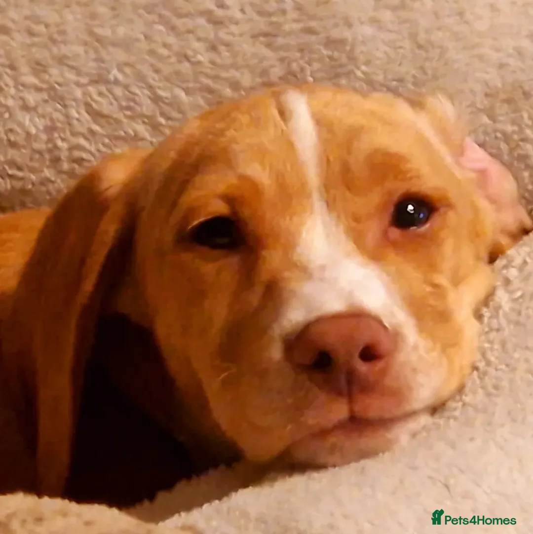 Mixed Breed dogs for sale: Staffy cross Spreagle - Advert 2