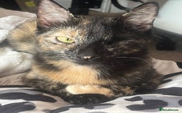 Mixed Breed cats for sale: 3 mixed male kittens for sale - Image 18