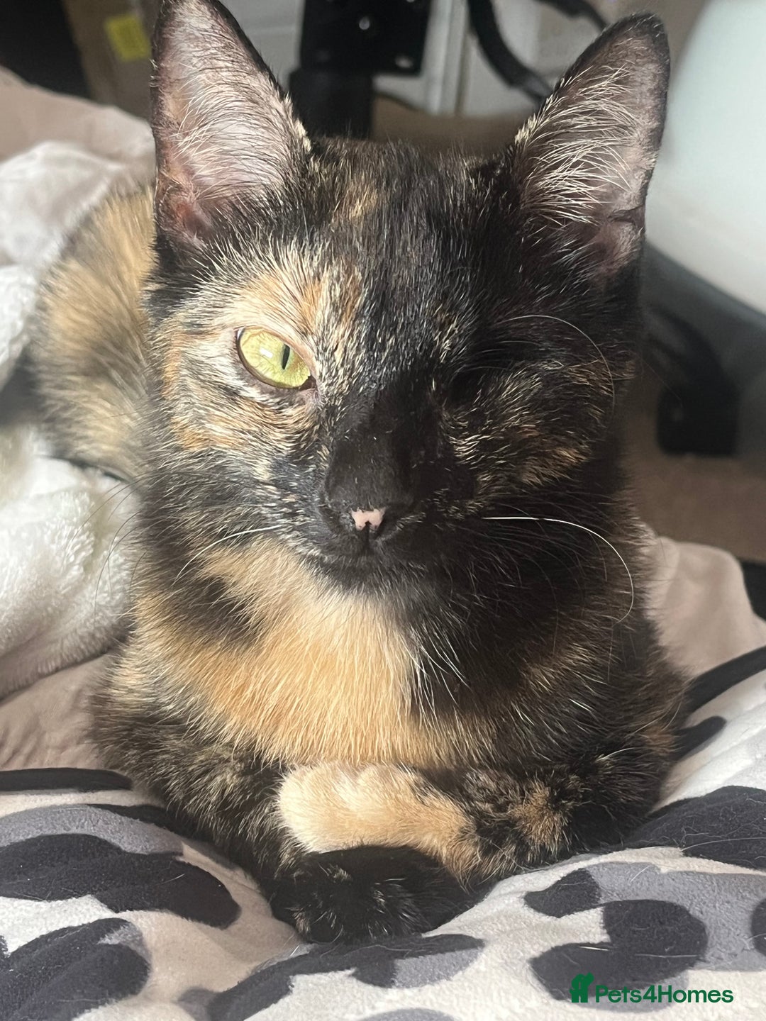 Mixed Breed cats for sale: 3 mixed male kittens for sale - Image 18
