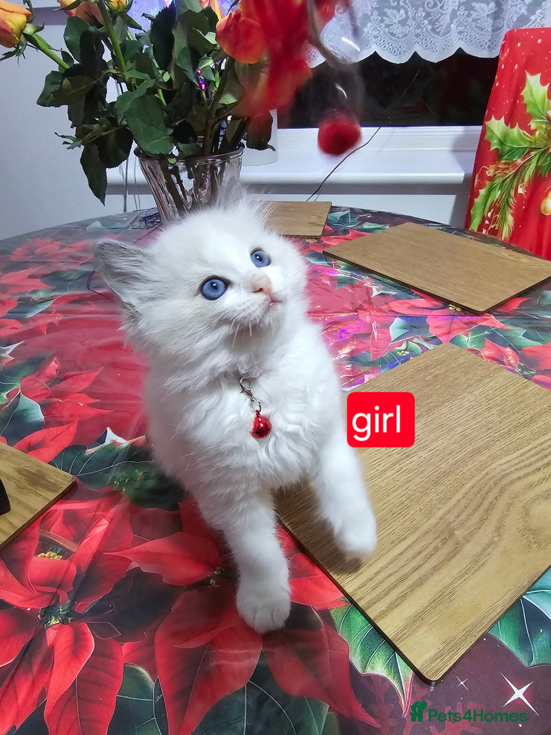 Ragdoll cats for sale: 🐱Kittens Ragdoll Bicolor. 3 Boys and 2 Girls  - Advert 4