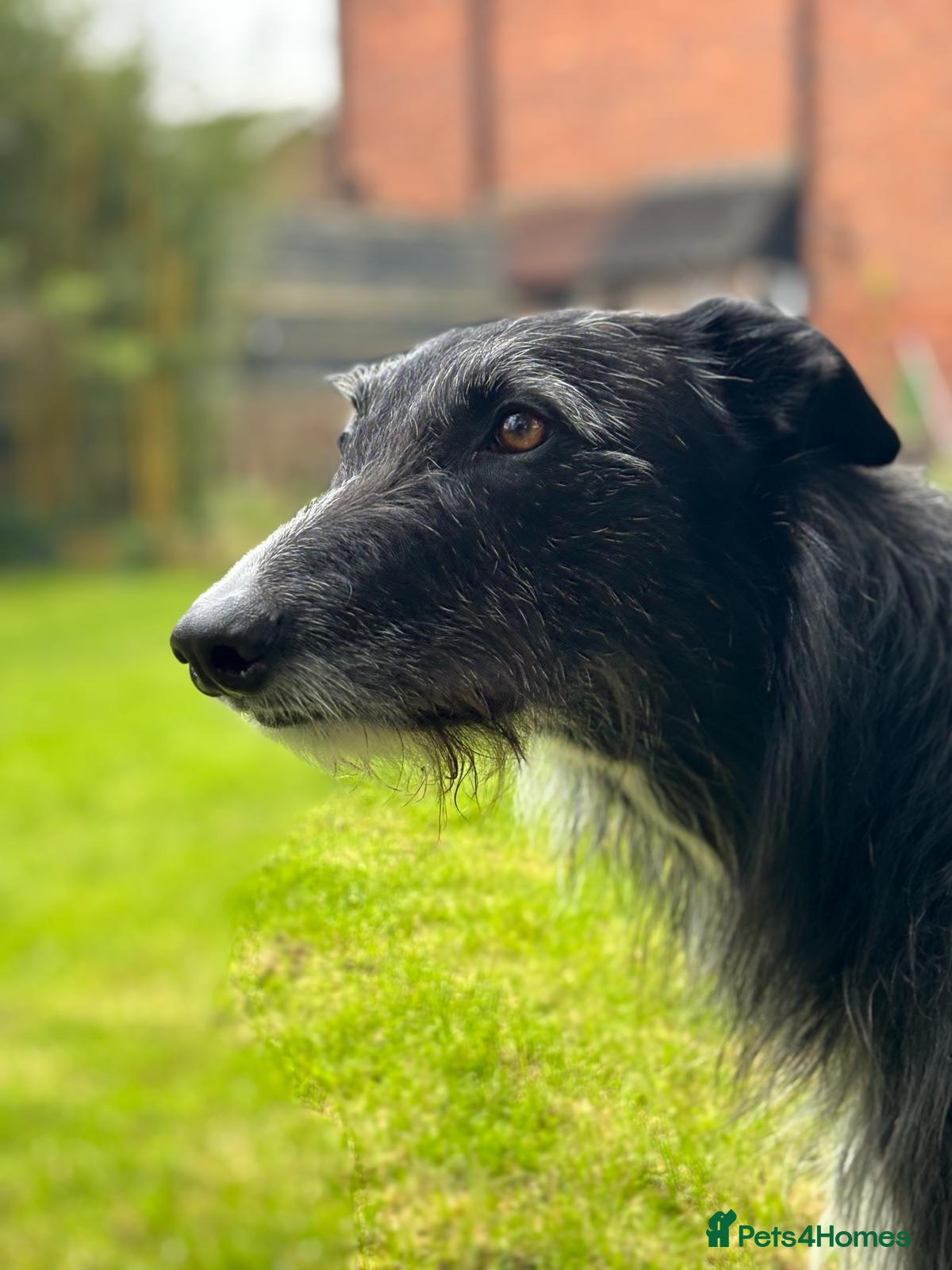 Mixed Breed dogs Collie / Lurcher for stud - Charing/ Kent  in Ashford - Advert 1