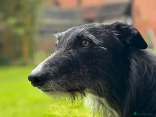 Mixed Breed dogs Collie / Lurcher for stud - Charing/ Kent in Ashford - Advert 1