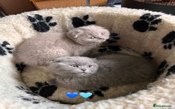 Scottish Fold cats for sale: 🐾2 boys left Scottish Fold🐾 - Image 1