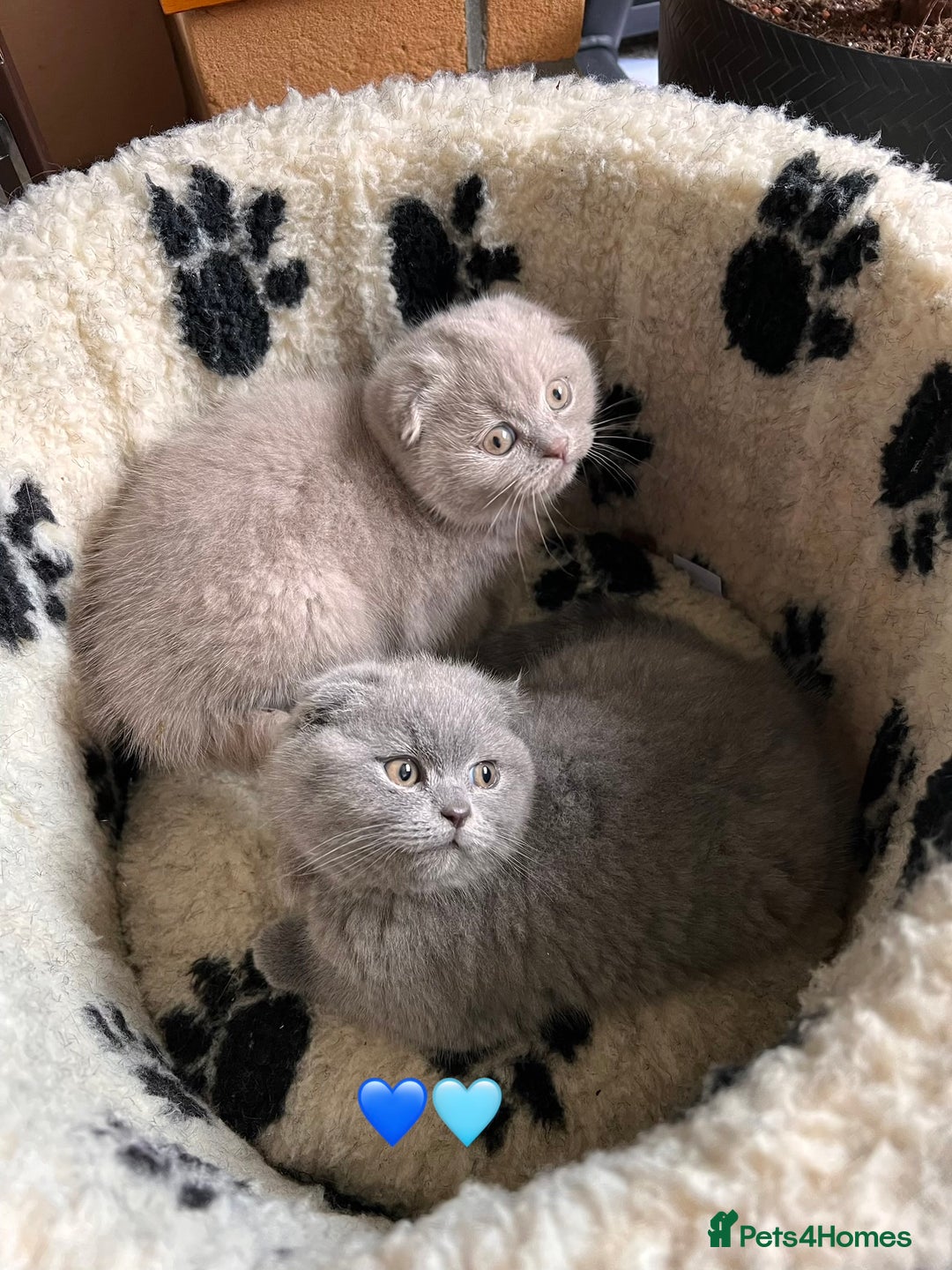 Scottish Fold cats for sale: 🐾2 boys left Scottish Fold🐾 - Image 1