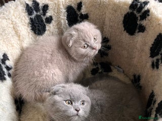 Scottish Fold cats - Advert 1