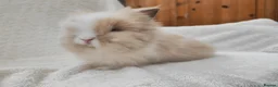 Lionhead rabbits for sale: Double mane lionhead rabbits seal point - Advert 21