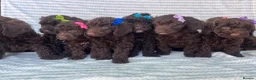 Cockapoo dogs for sale: CHOCOLATE COCKAPOOS GIRLS/BOYS PUPPYS PRA CLEAR - Advert 17