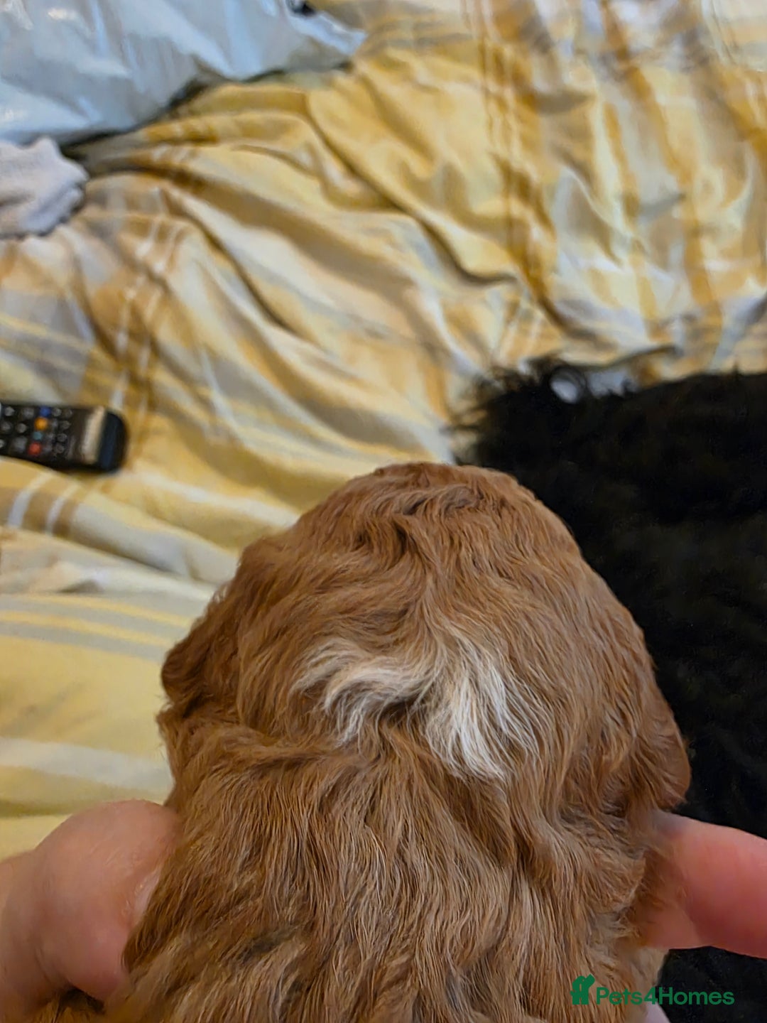 Cockapoo dogs for sale: 3 beautiful f1b cockapoo puppies  - Image 4