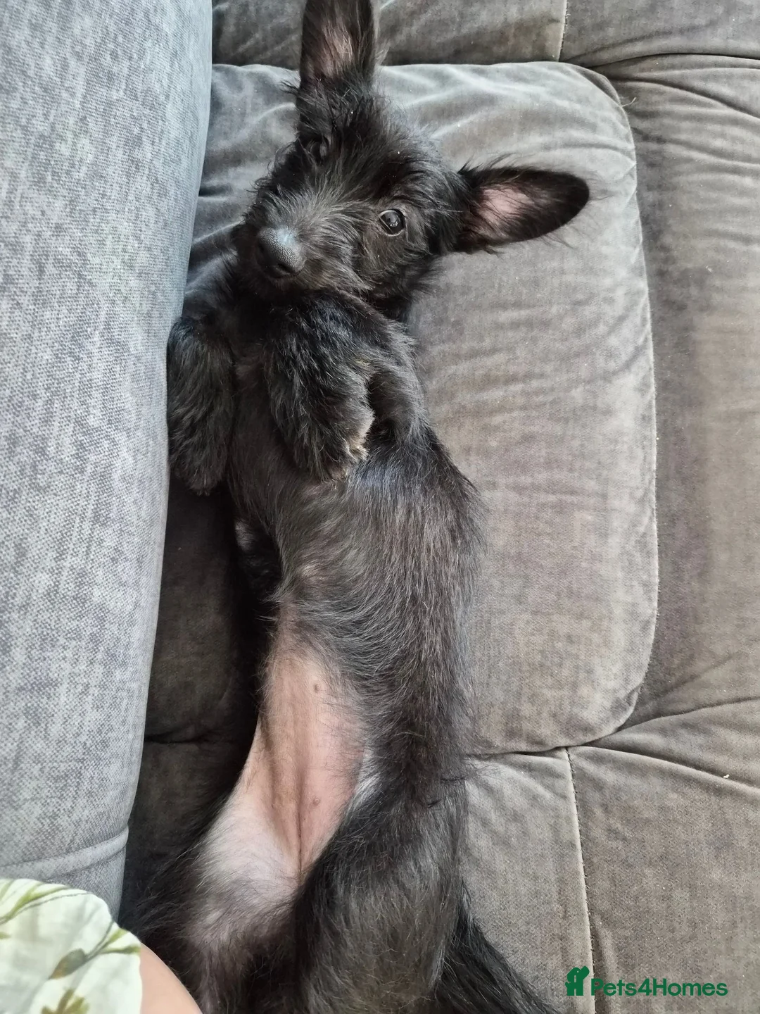 Mixed Breed dogs for sale: Juniper (junie) looking to be rehomed - Advert 12