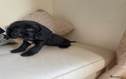 Cocker Spaniel dogs for sale: blue roam cocker spaniels - Image 17