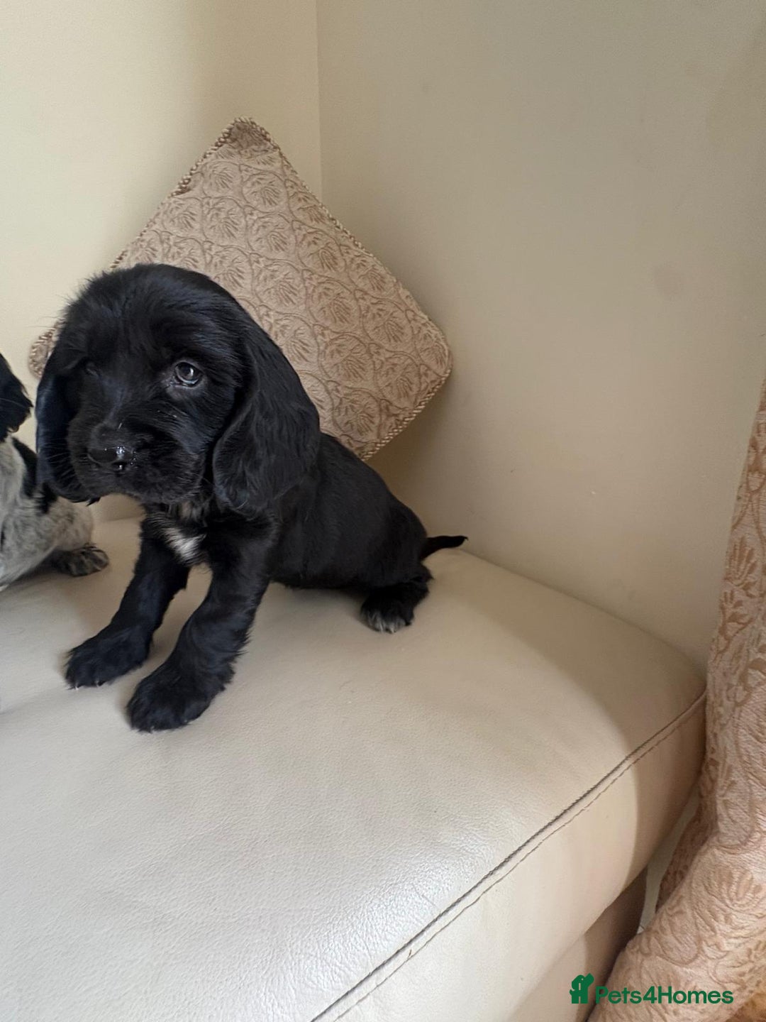 Cocker Spaniel dogs for sale: blue roam cocker spaniels - Image 17