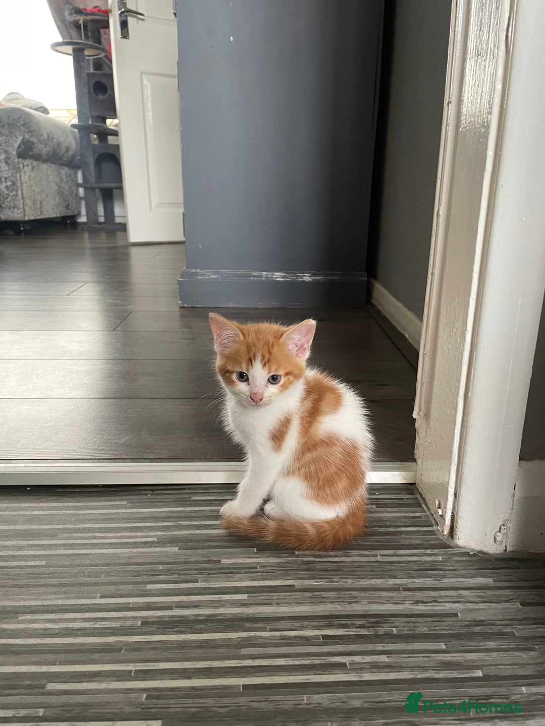 Domestic Shorthair cats for sale: Beautiful kitten needing a loving home.  - Image 4