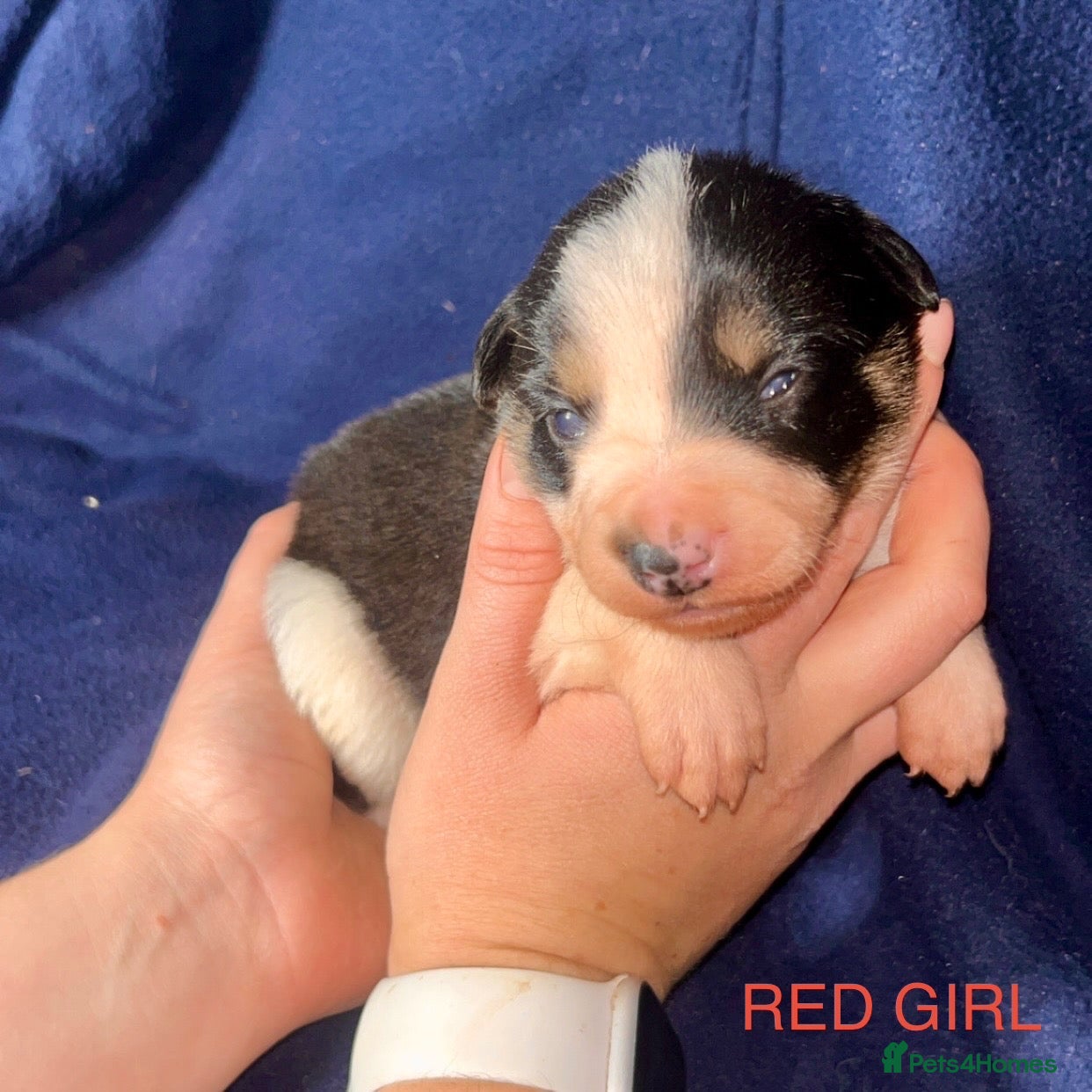 Border Collie dogs GORGEOUS BORDER COLLIE PUPPIES - Advert 2