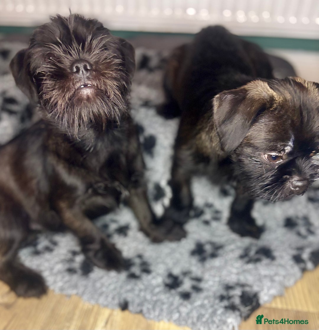Mixed Breed dogs for sale: ADORABLE LITTER OF SHIH TZU/CHIHUAHUAS - Advert 4