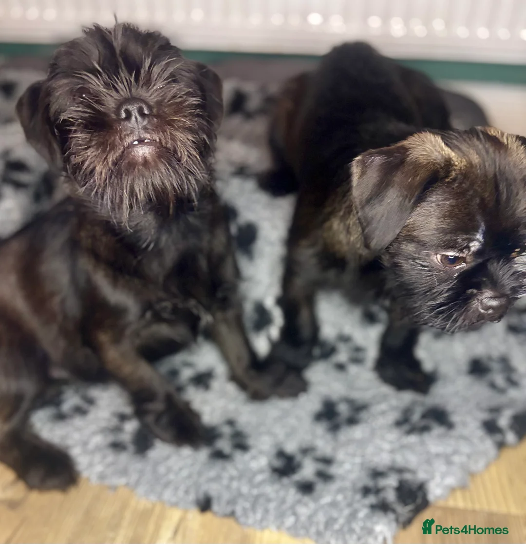 Mixed Breed dogs for sale: ADORABLE LITTER OF SHIH TZU/CHIHUAHUAS - Advert 4