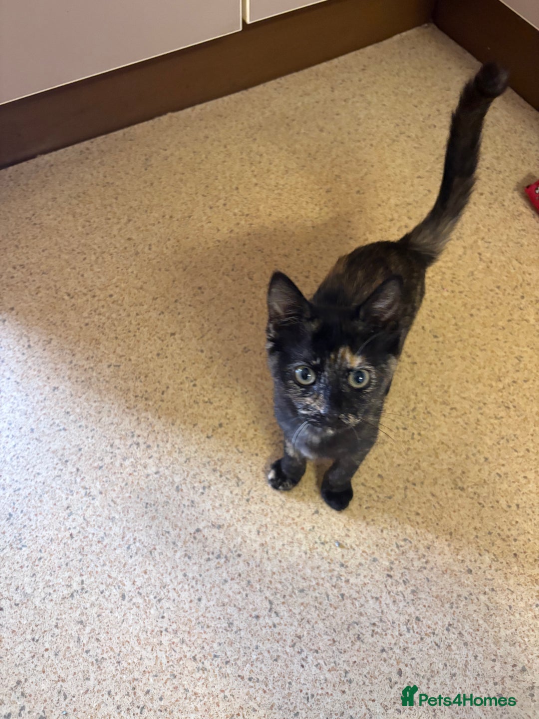 Mixed Breed cats for sale: Kittens for sale - Advert 6