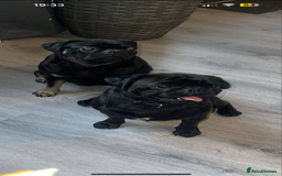 Pug dogs for sale: Pug puppies for sale  - Image 2