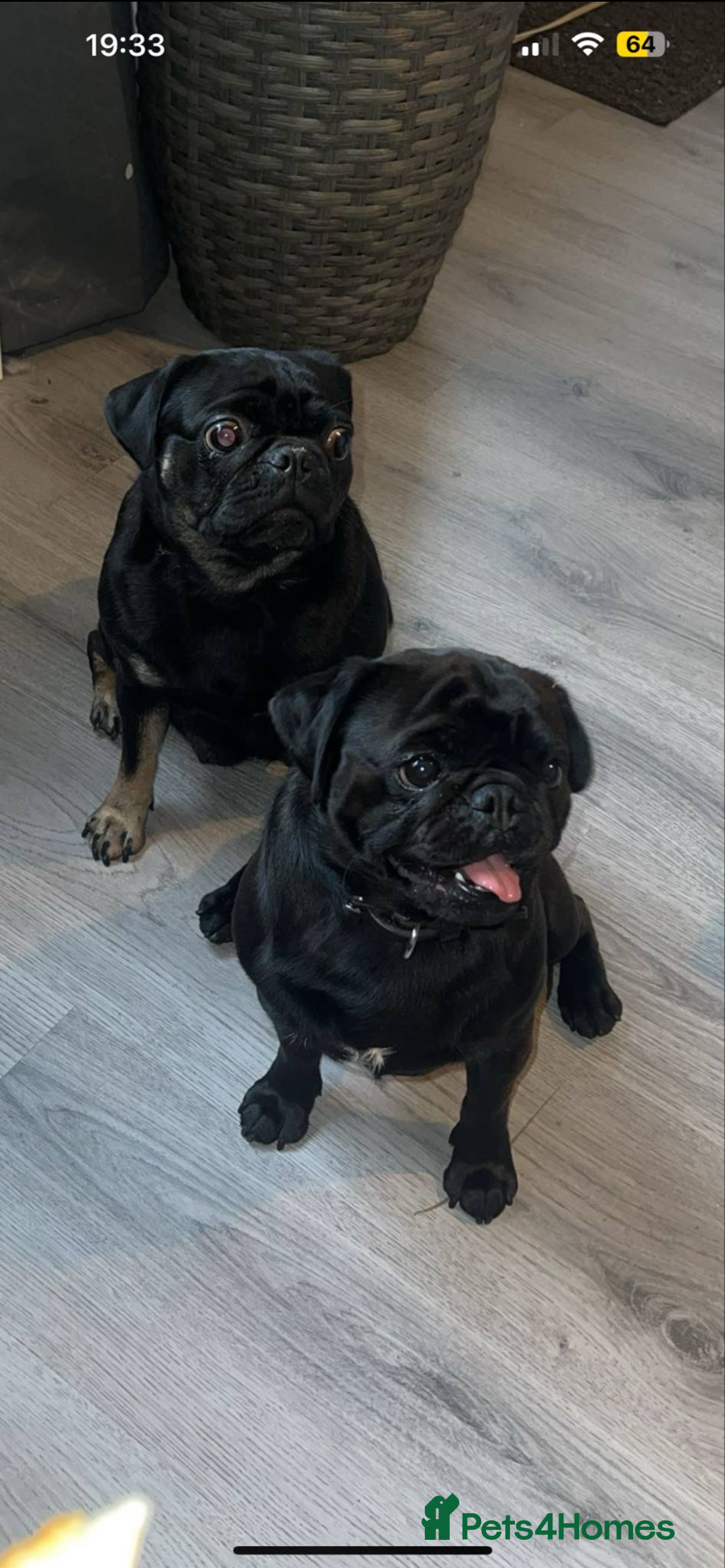 Pug dogs for sale: Pug puppies for sale  - Image 2