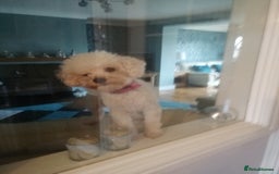 Toy Poodle dogs for sale: Pedigree toy poodles - Image 5