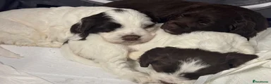 Mixed Breed 1
