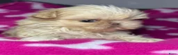 Shih Tzu dogs for sale: Tiny imperial shihtzu puppies - Advert 18