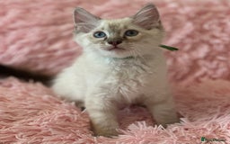 Ragdoll cats for sale: 2 LYNX RAGDOLLS NOW REDUCED - Image 1