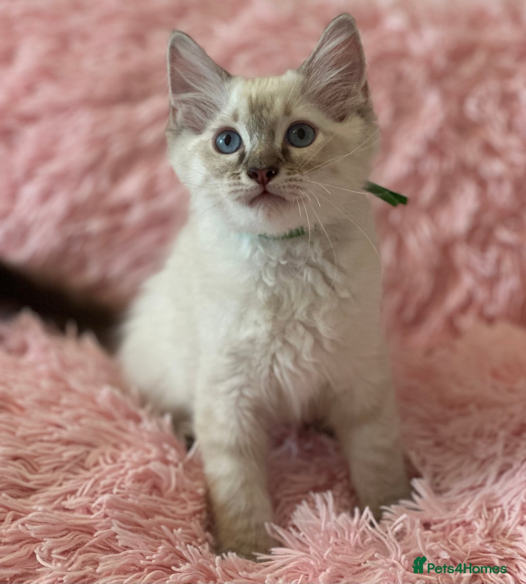Ragdoll cats for sale: 2 LYNX RAGDOLLS NOW REDUCED - Image 1