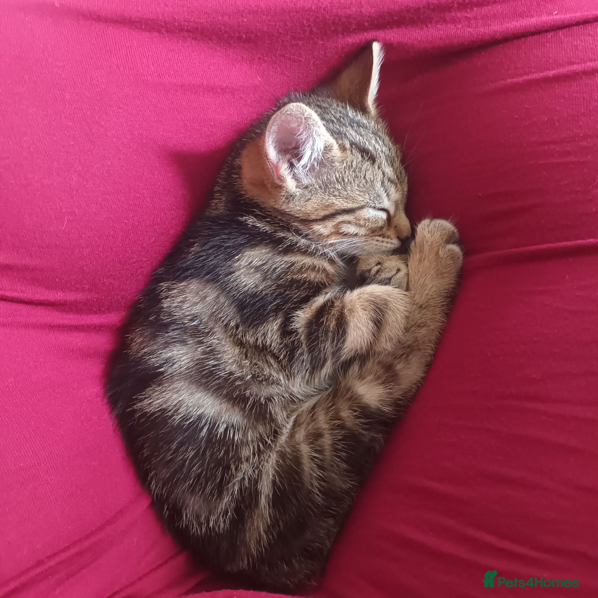 British Shorthair cats Kittens ready to leave  - Advert 1