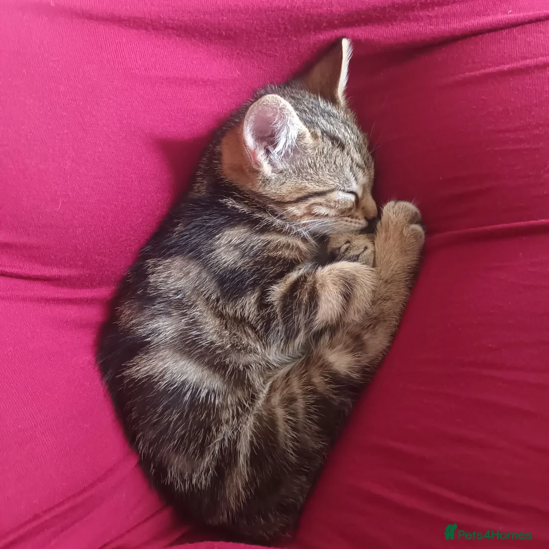 British Shorthair cats for sale: Kittens ready to leave  in Grimsby - Advert 1