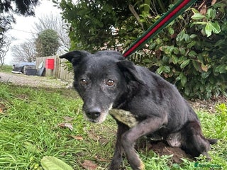 Mixed Breed dogs in Norwich - Advert 41