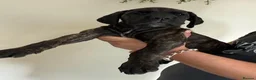 Cane Corso dogs for sale: Cane corso puppies - Advert 23