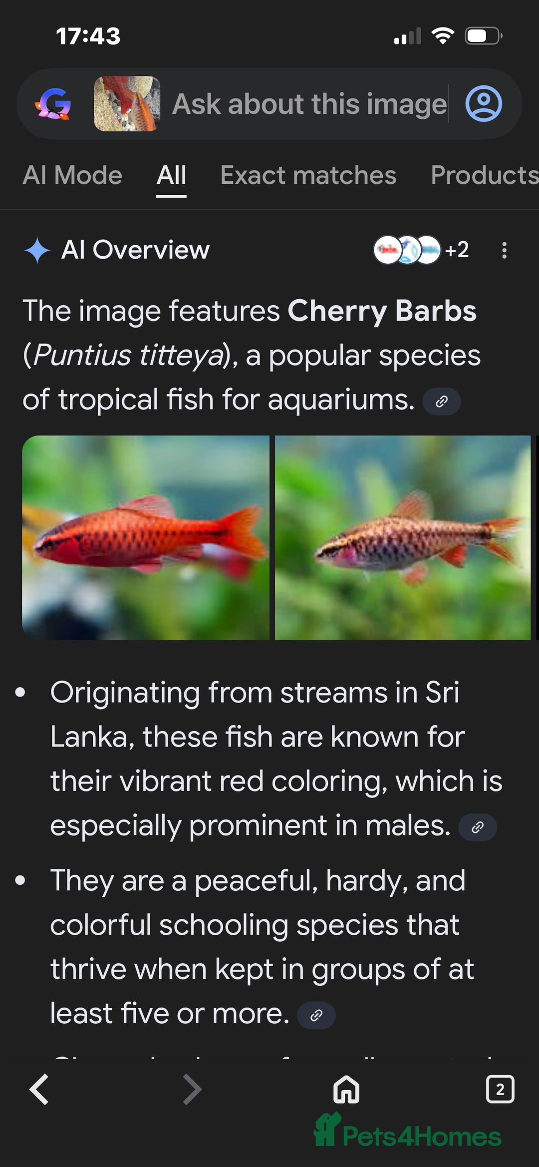 Other/Mixed Breed fish for sale: Fish and 180 litre fish tank free to a good home - Advert 6