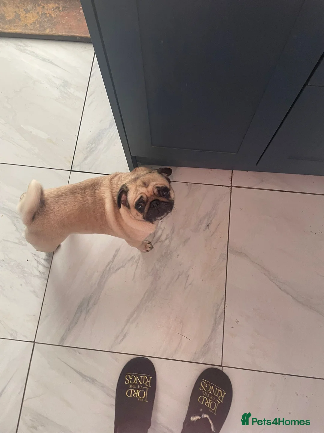 Pug dogs for sale: Female pug  - Advert 1