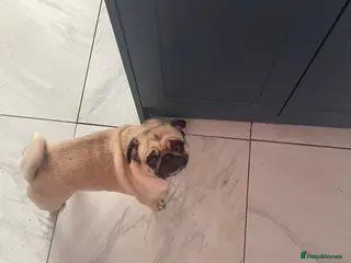 Pug dogs Female pug - Advert 1