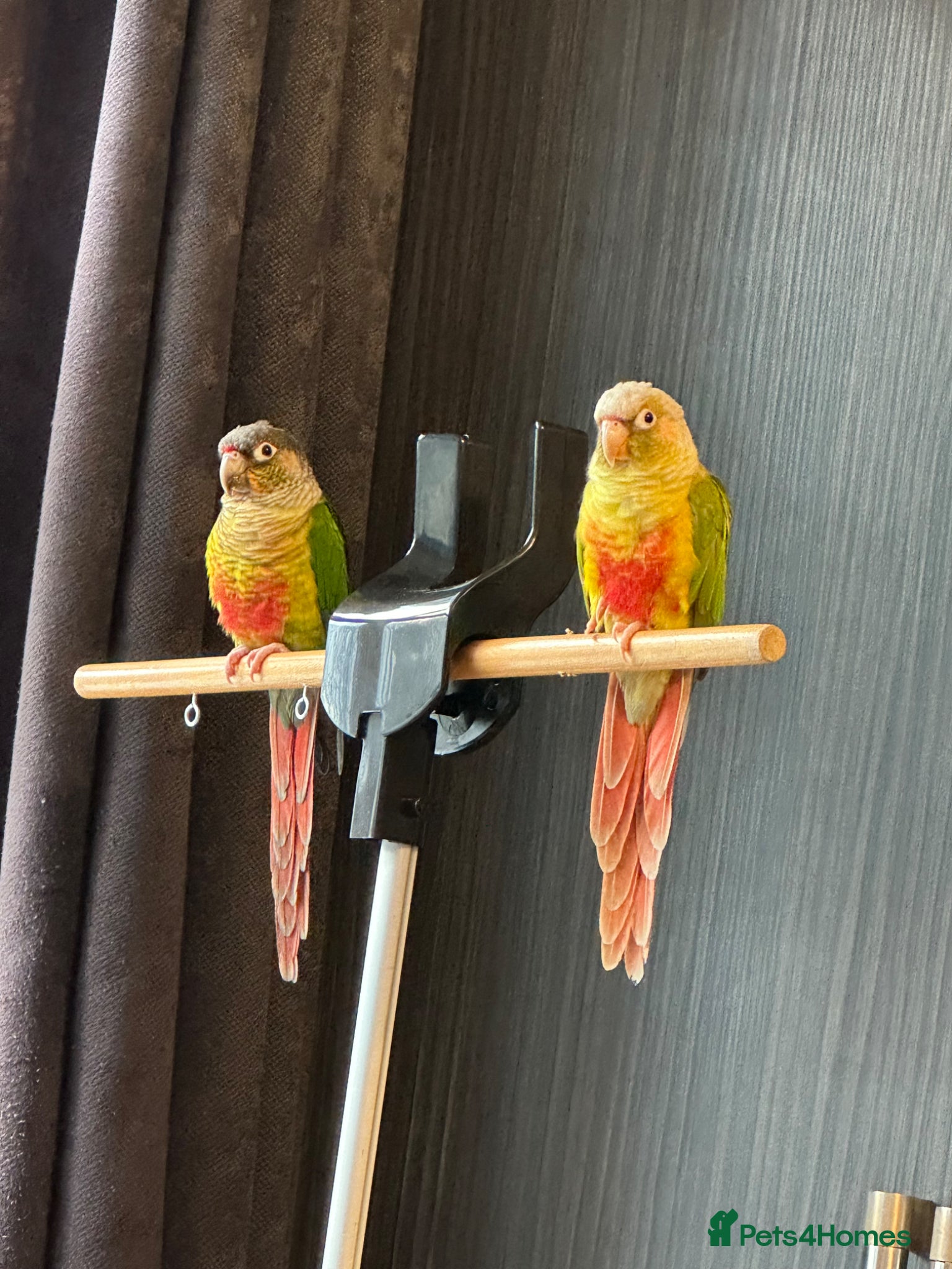 Conures birds Proven breeding Pair of Conures  - Advert 5