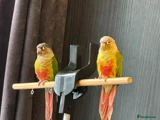 Conures birds Proven breeding Pair of Conures - Advert 5