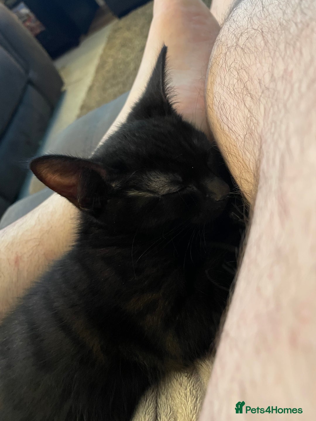 Mixed Breed cats for sale: Male mixed breed for rehoming  - Advert 2