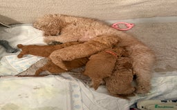 Poochon dogs for sale:  Loving Puppies Looking for Their Forever Homes 🏡 - Image 5