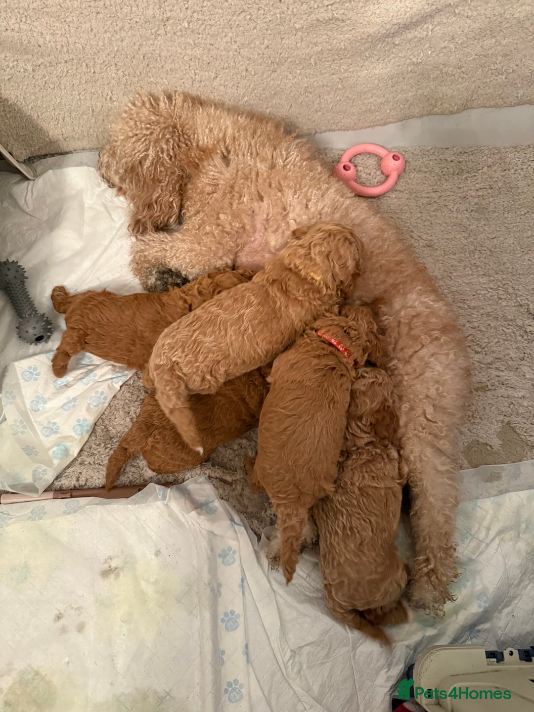 Poochon dogs for sale:  Loving Puppies Looking for Their Forever Homes 🏡 - Image 5