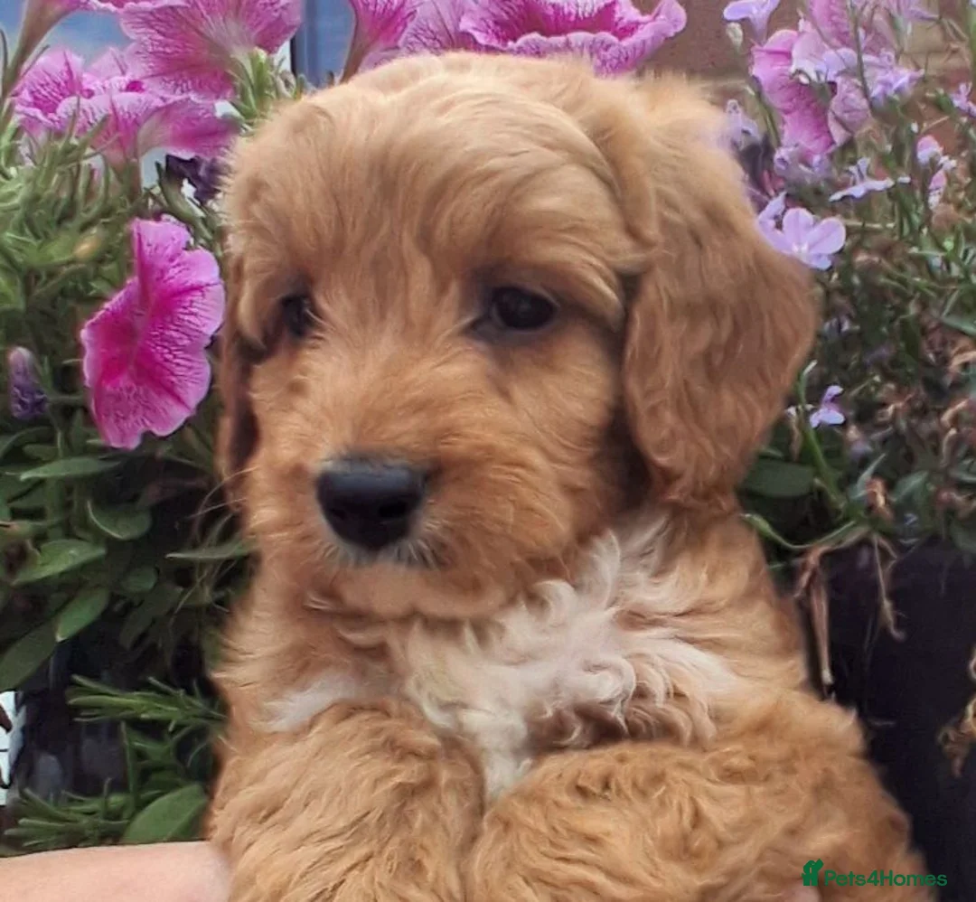Cockapoo dogs for sale: Cockapoo puppies for sale  - Advert 1