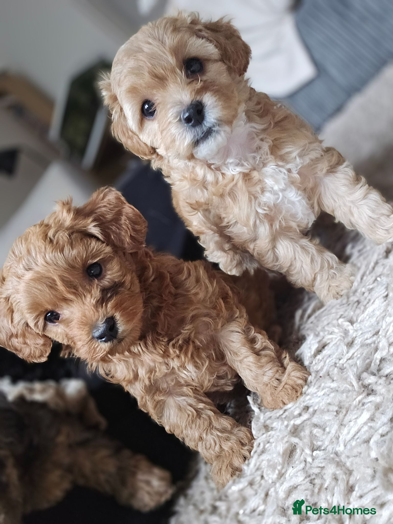 Mixed Breed dogs Toy poodle x - Advert 16