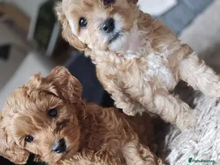 Mixed Breed dogs Toy poodle x - Advert 4