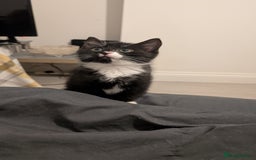 Mixed Breed cats for sale: Duo Kittens - Image 4