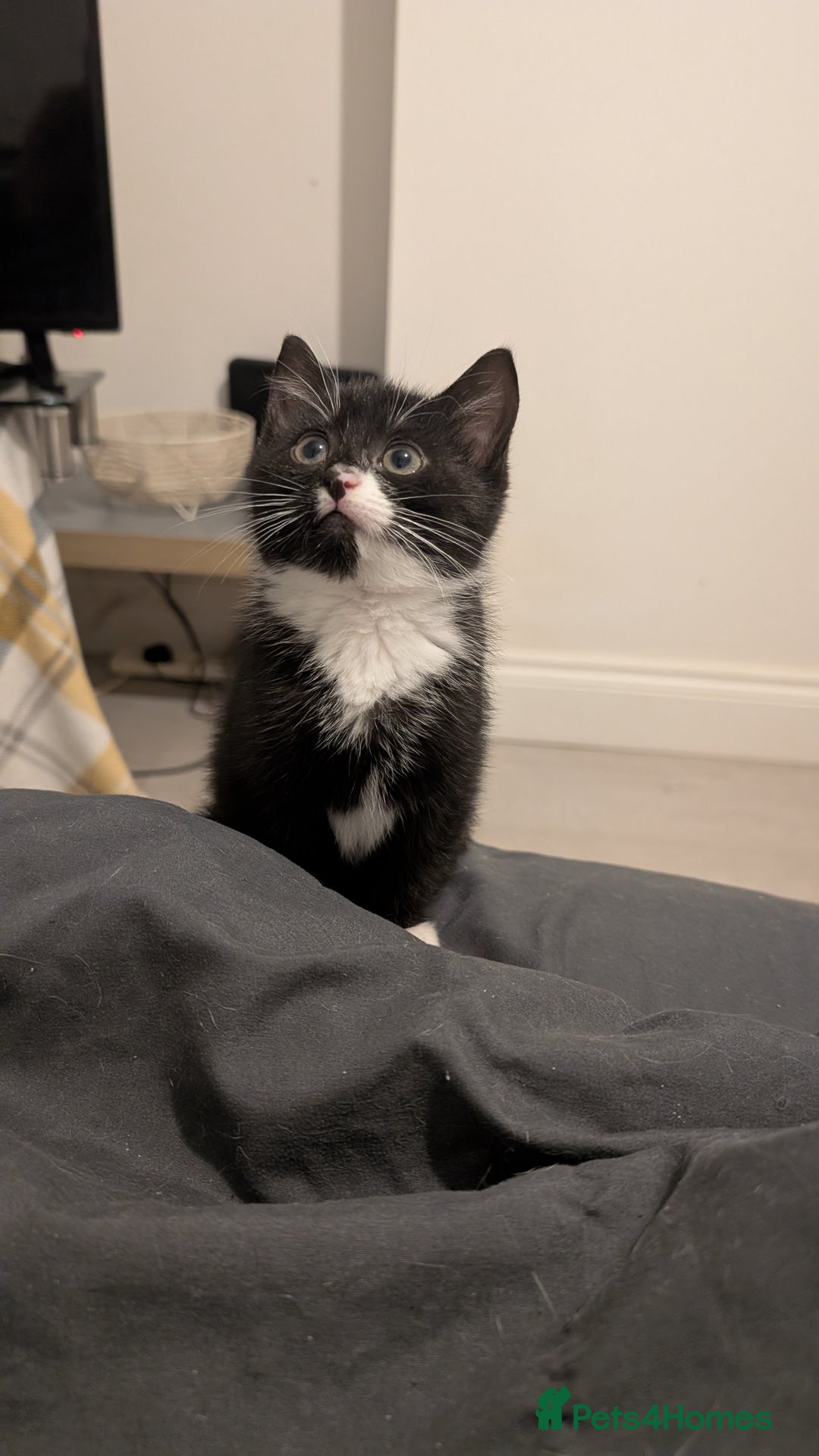 Mixed Breed cats for sale: Duo Kittens - Image 4