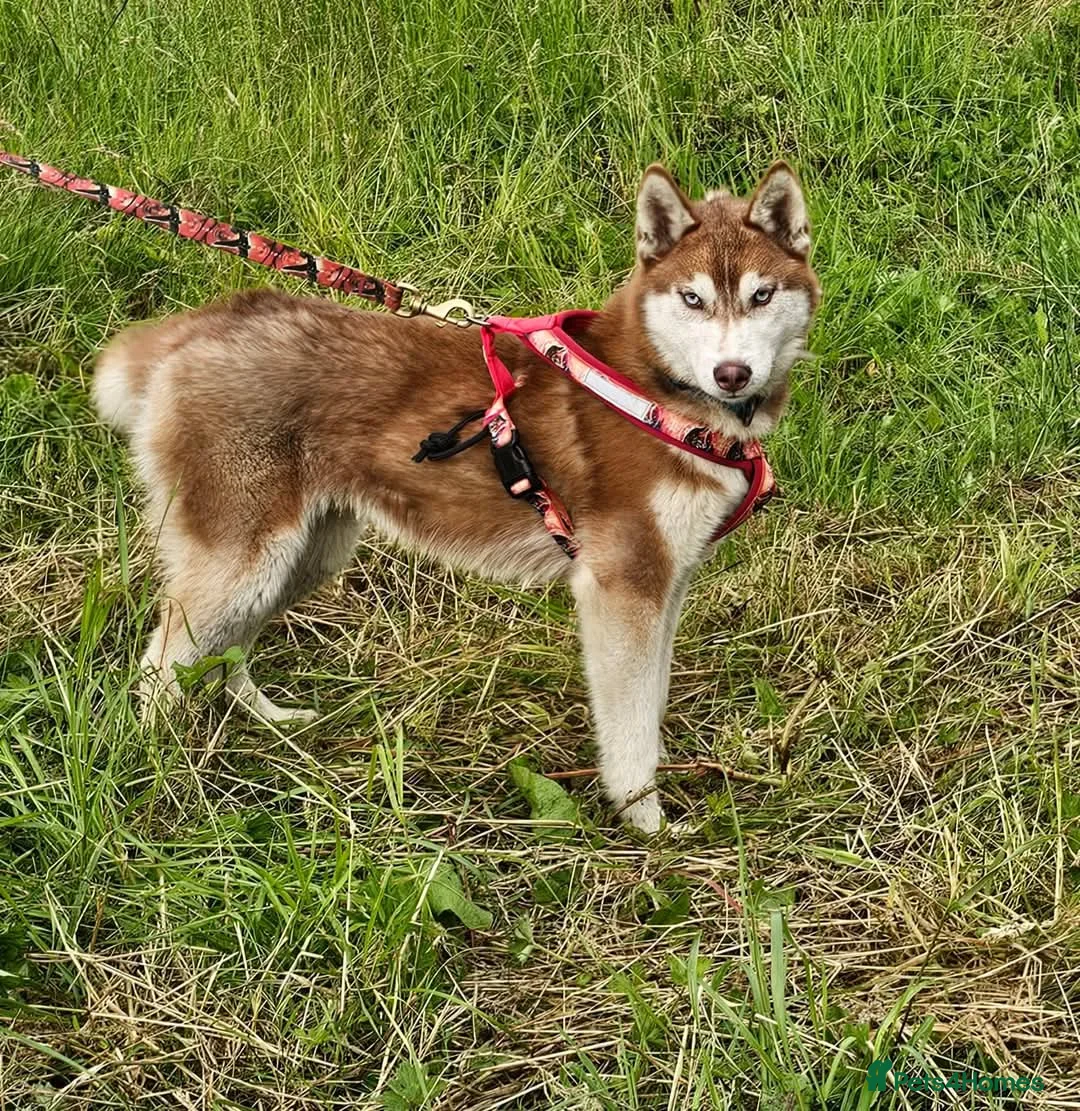 Siberian Husky dogs for sale: 2 KC Reg Siberian Huskys £600 each - Advert 8