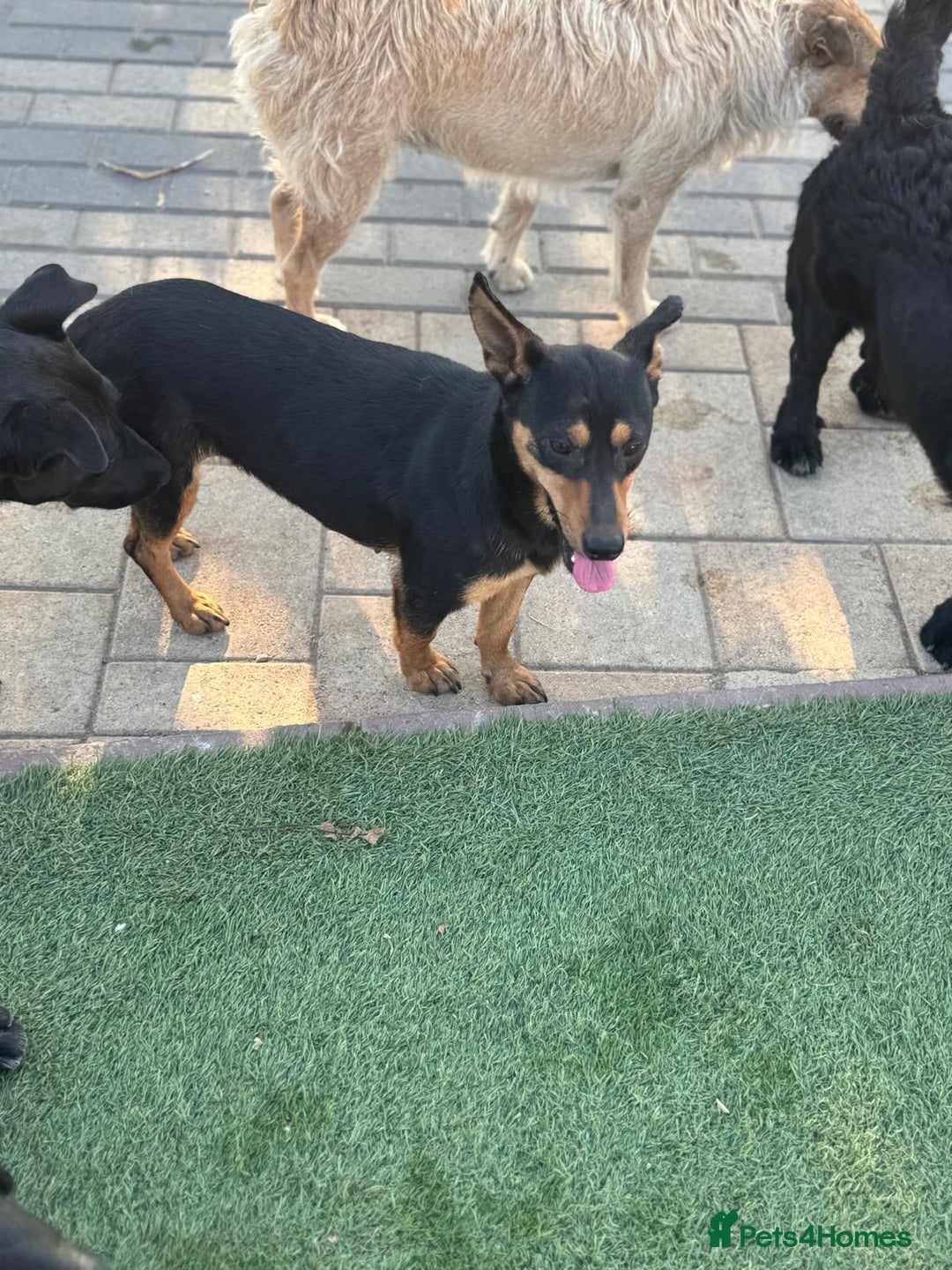 Mixed Breed dogs for adoption: Pretty Rosie is looking for love - Image 13
