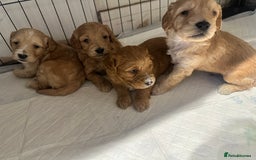 Cockapoo dogs for sale: Beautiful tiny cockapoos!  - Image 18