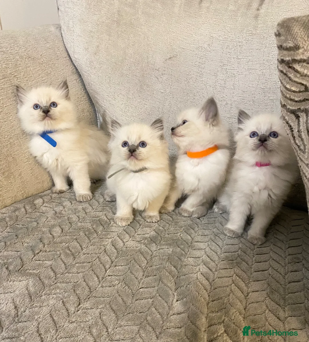 Ragdoll cats for sale: Ragdoll kittens  - Advert 2