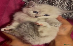 Ragamese cats for sale: Ragamese - Ragdoll x Siamese adorable kittens  - Image 3
